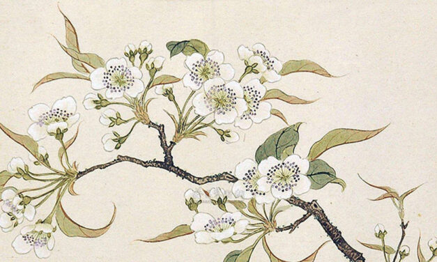 春晨赏梨
