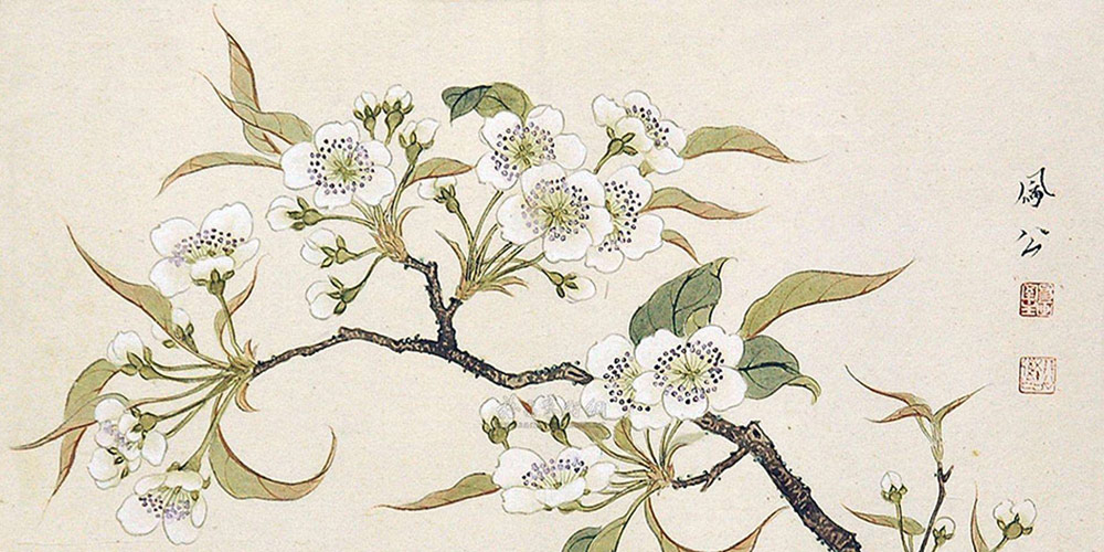 春晨赏梨